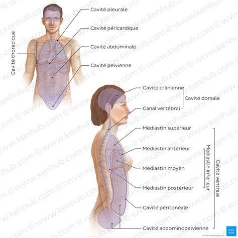cavité dans le corps crostic|Cavité thoracique .